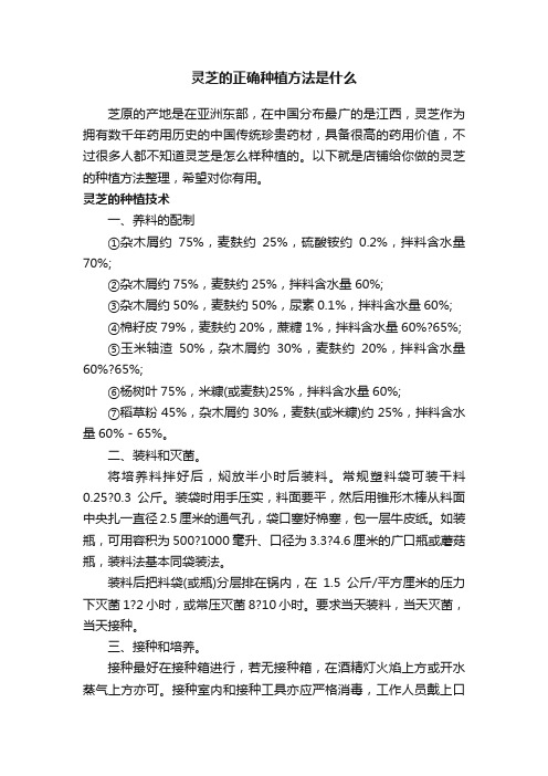 灵芝的正确种植方法是什么