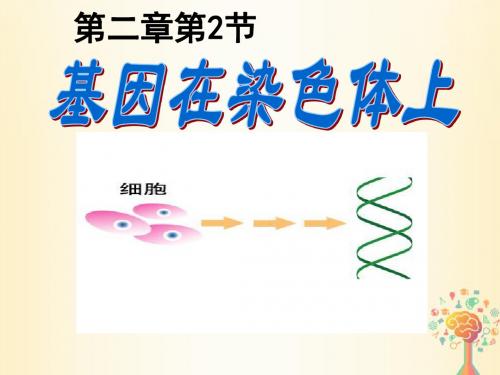 高中生物第二章基因和染色体的关系第2节基因在染色体上2课件新人教版必修2