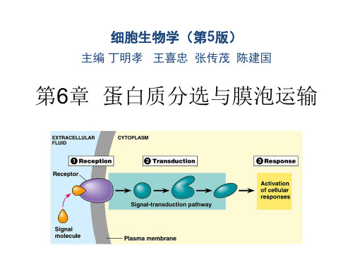 细胞生物学(第五版)-第6章-蛋白质分选与膜泡运输(2024版)