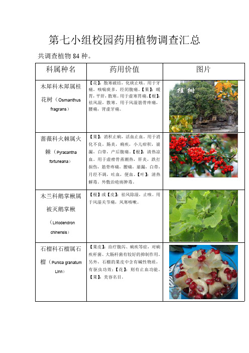 安徽农业大学校园药用植物调查汇总