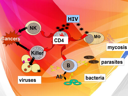 医学专题HIV的致病机制