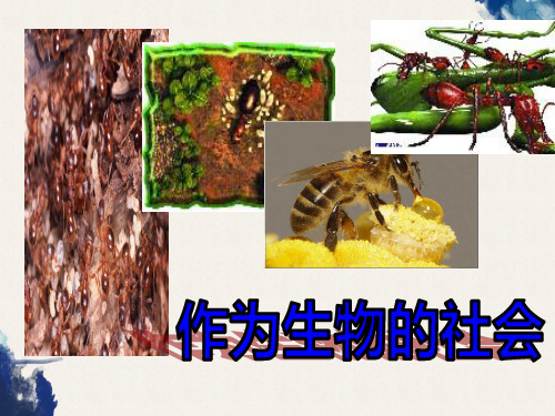 高中语文人教版必修五《作为生物的社会》课件ppt