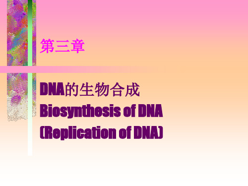 DNA的生物合成02