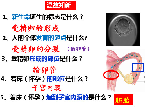 第一节遗传的物质基础 课件 2021-2022学年济南版八年级生物上册