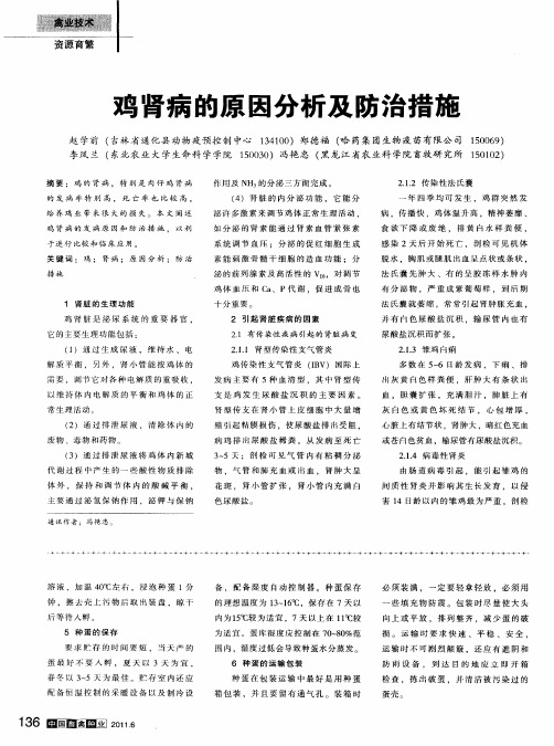 鸡肾病的原因分析及防治措施