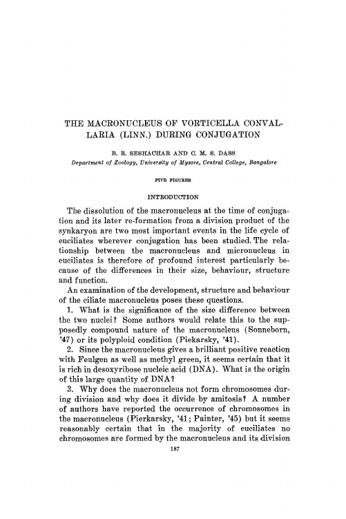 The macronucleus of Vorticella convallaria(Linn.)during conjugation