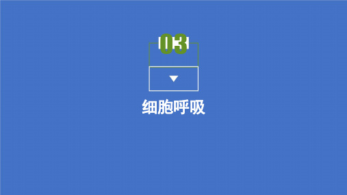 2021高中生物苏教版必修一课件 第四章第三节 ATP的主要来源——细胞呼吸 