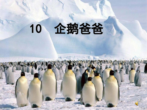 10《企鹅爸爸》课件2-西师大版六年级下册语文