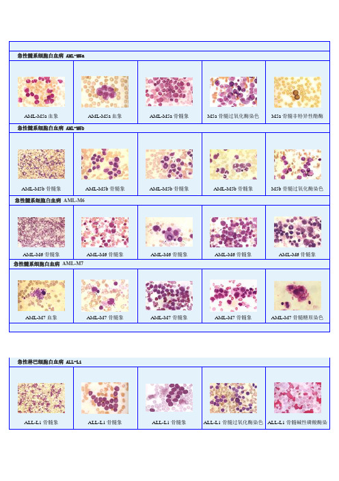 骨髓细胞学图谱4