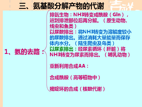 氨基酸分解产物的代谢