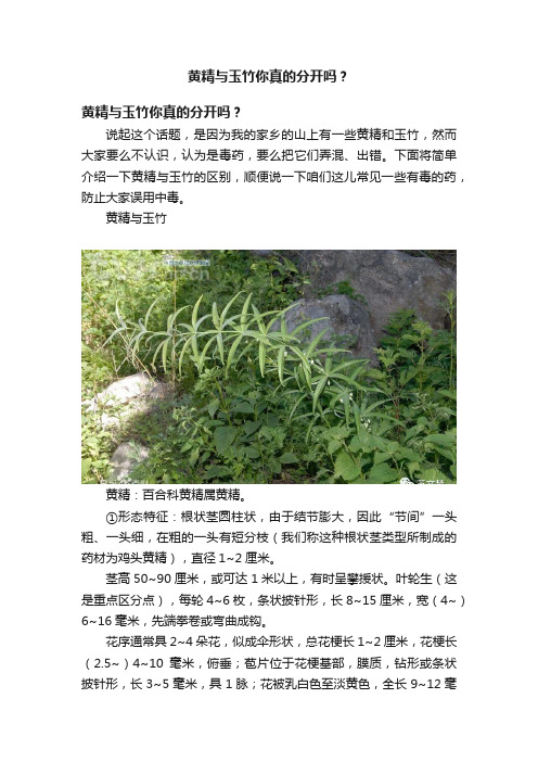 黄精与玉竹你真的分开吗？