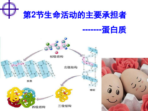 (完整版)高考生物一轮复习—蛋白质