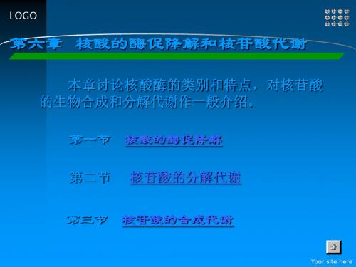 核酸的酶促降解和核苷酸代谢(2)ppt课件