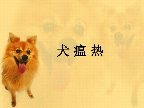 犬瘟热犬细小