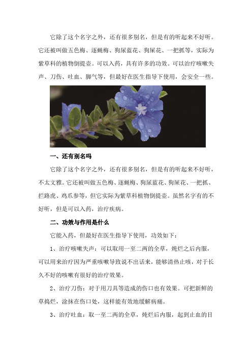 蓝布裙还有别名吗？功效与作用是什么？