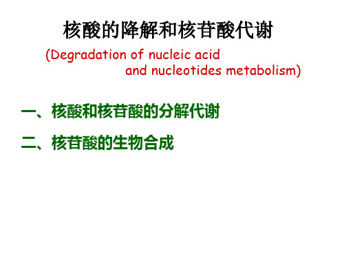 核酸的降解与核苷酸代谢