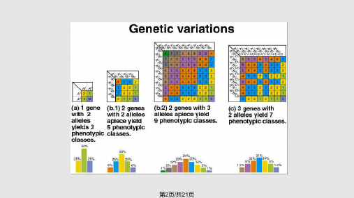 遗传学数量性状遗传分析.pptx