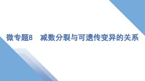 2025届高三一轮复习生物：减数分裂与可遗传变异的关系课件