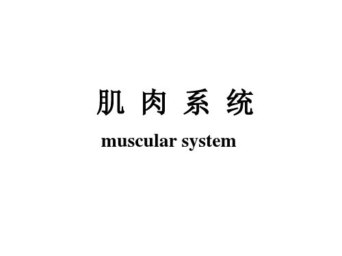 人体解剖生理学:肌肉系统
