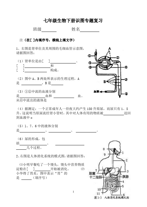 七年级生物下册识图专项练习