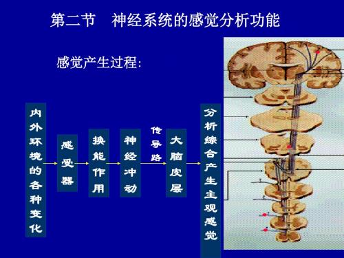 最新第七版生理学神经系统的感觉分析功能-药学医学精品资料