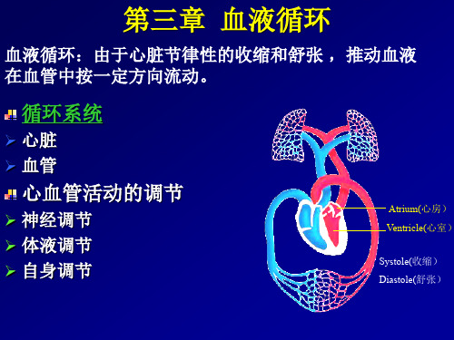 动物生理学—血液循环.