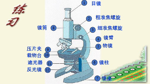 学会观察  课件  2021-2022学年冀少版七年级生物上册