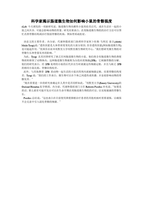 科学家揭示肠道微生物如何影响小鼠的骨骼强度