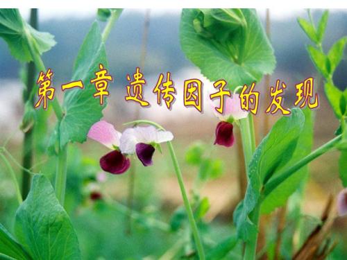 傅盛晟孟德尔豌豆杂交实验1[精品课件]