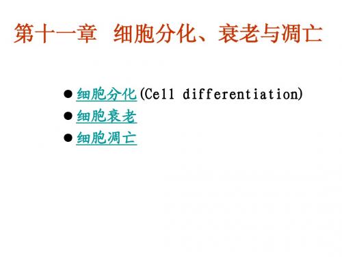 第十一章   细胞分化与细胞凋亡