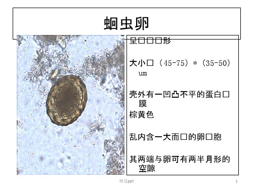 寄生虫学虫卵总结及图片10376