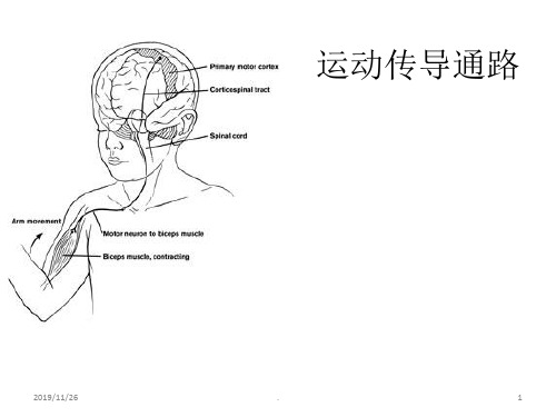 运动传导通路精品PPT课件