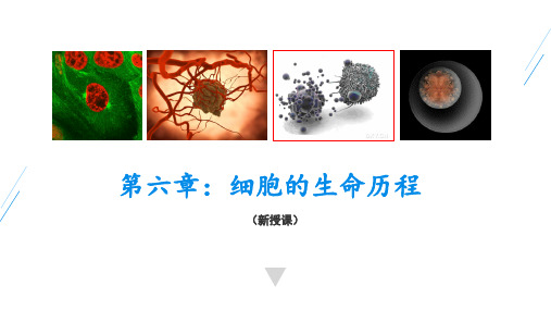 高中生物：必修一第六章《细胞的生命历程》