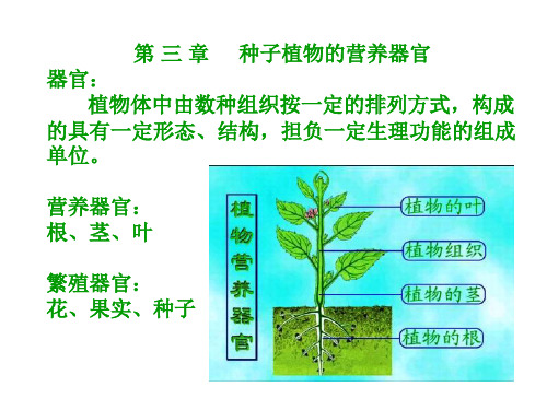 12级生科植物学1教案(第三章)