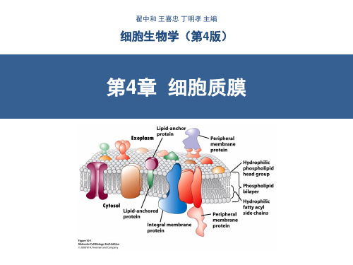 细胞生物学-第4章-细胞质膜(翟中和第四版)