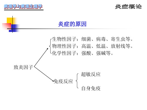 病理学第4章炎症-PPT文档