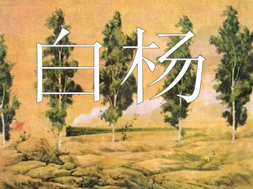 白杨PPT课件