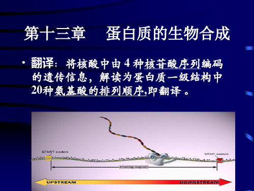 生物化学蛋白质的生物合成