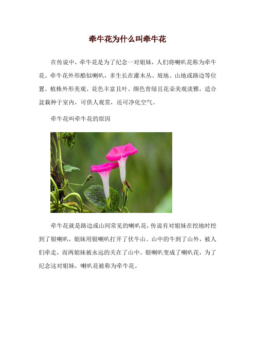 牵牛花为什么叫牵牛花