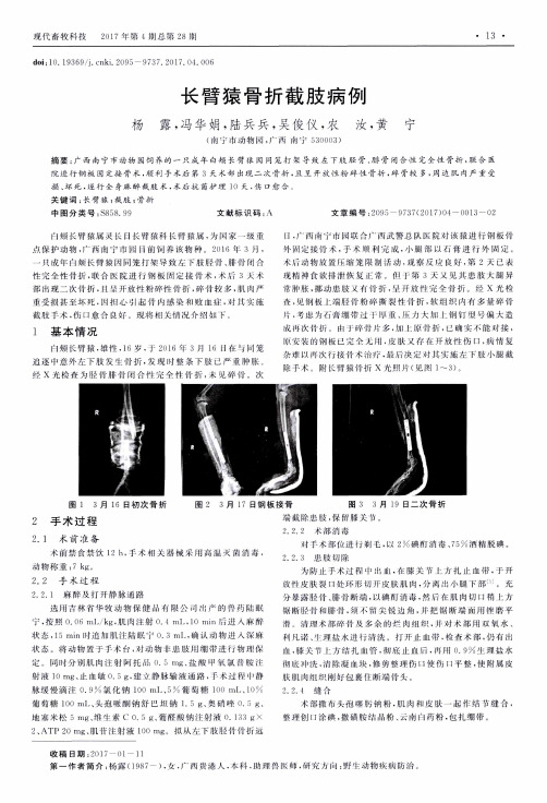 长臂猿骨折截肢病例