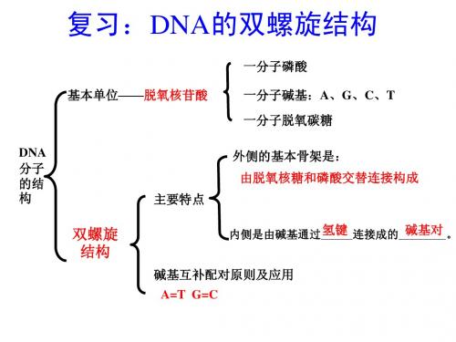 第三章 第三节 DNA的复制