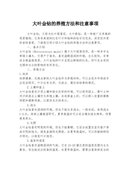 大叶金钻的养殖方法和注意事项