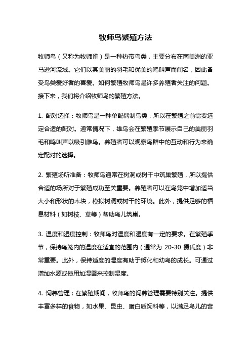 牧师鸟繁殖方法