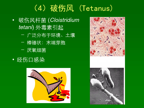 微生物与人类健康四 致病性原核微生物二