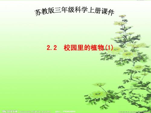 校园里的植物PPT