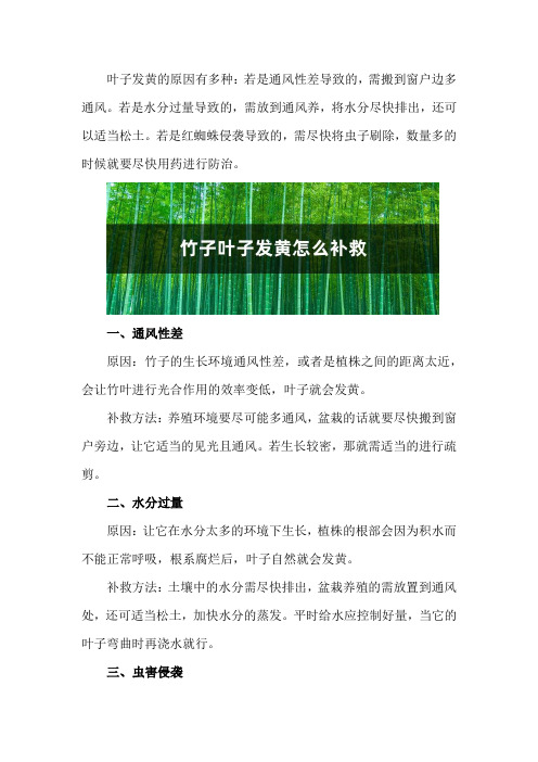 竹子叶子发黄什么原因,怎么补救