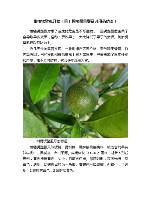 柑橘锈壁虱开始上果！预防黑果要及时用药防治！