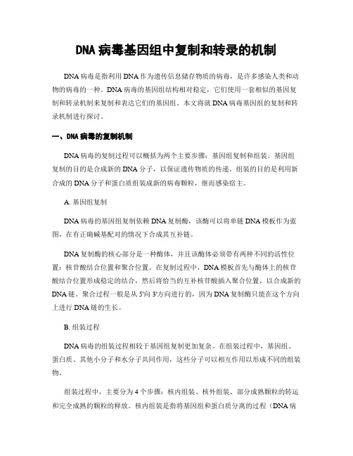 DNA病毒基因组中复制和转录的机制