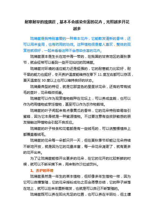 耐寒耐旱的琉璃苣，基本不会感染虫害的花卉，光照越多开花越多