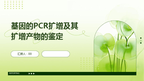 基因的PCR扩增及其扩增产物的鉴定